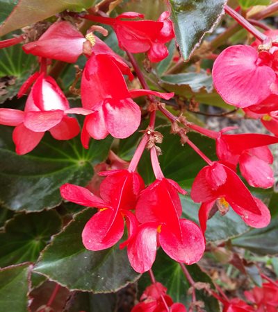 Begonia Whopper® Red With Bronze Leaf